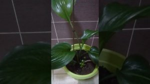 Эухарис,  все об уходе за растением