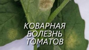 КОВАРНАЯ БОЛЕЗНЬ ТОМАТОВ