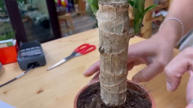 Драцена Штуднери - широколистный неприхотливый сорт | Главные правила ухода за драценами