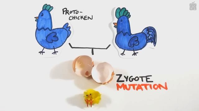 Что появилось раньше: курица или яйцо? [AsapSCIENCE] смотреть онлайн