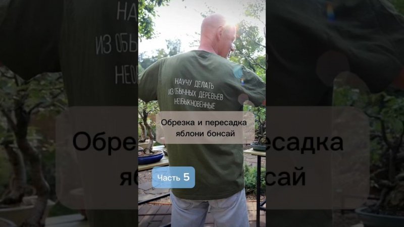 Обрезка и пересадка яблони бонсай. Часть 5