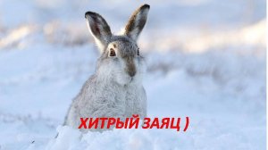 Охота на зайца. Хитрый русак.)))