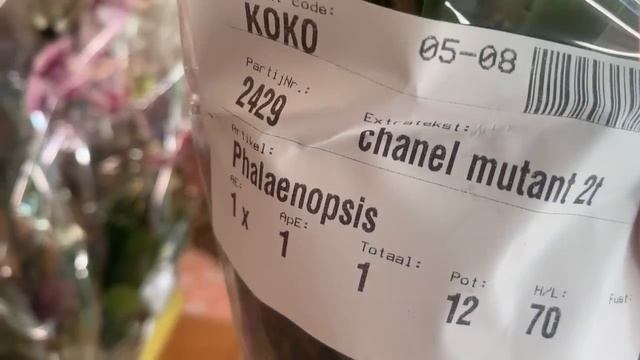 В гостях у Зебо ? Орхидеи Красногорск ?? МО Красногорск