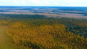 Болото Ивана Сусанина с высоты. Исуповское. Костромская область