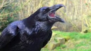 Толкование снов в исламе. Что означает если во сне видеть ворону