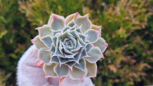 Echeveria Simulans смотреть онлайн