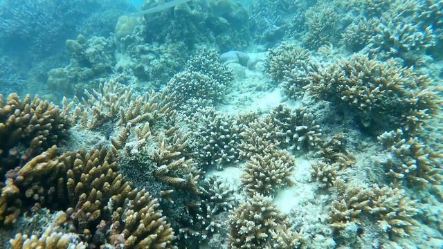 Сейшельские острова. Природа острова Маэ. смотреть онлайн