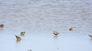 Чернозобик, наблюдение птиц, 10 августа 2023, деревня Устрека Новгородская область (11)