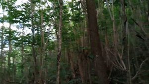 Уникальность Без Особого Ухода. Ясень Китайский. Айлант.