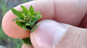 трипс съел лён