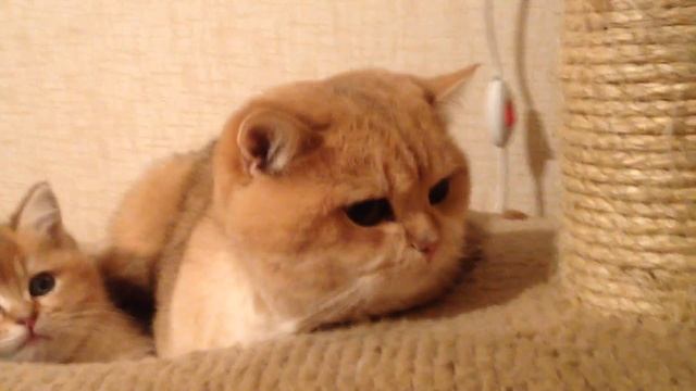 Золотой британский кот на вязку