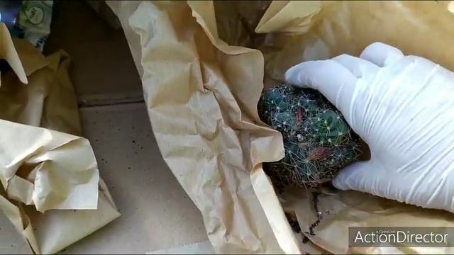 #Посылка? Новые кактусы?Посылка с Кипра