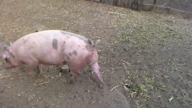 Стоит ли выращивать свиней и можно ли заработать на этом . смотреть онлайн