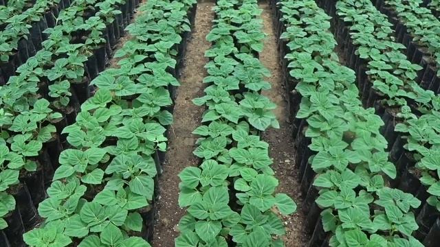 Почему их нет??? Тля, трипс, белокрылка, клещи и тд. Самый лучший способ борьбы с ними, но.......?? смотреть онлайн