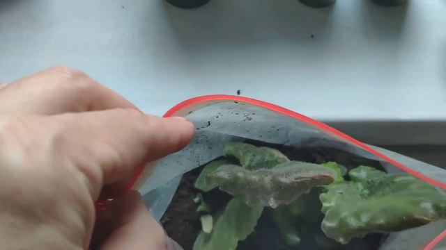 Простой способ размножения фиалки листом.