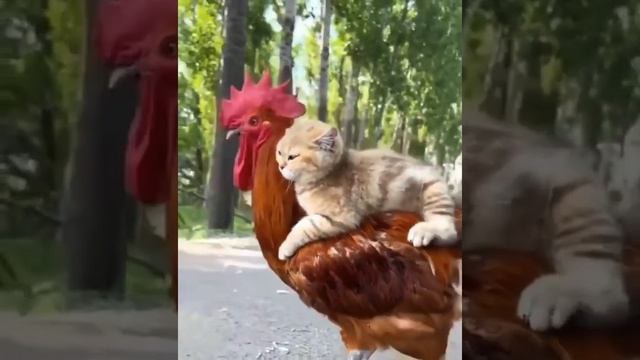 Pussy riding cock