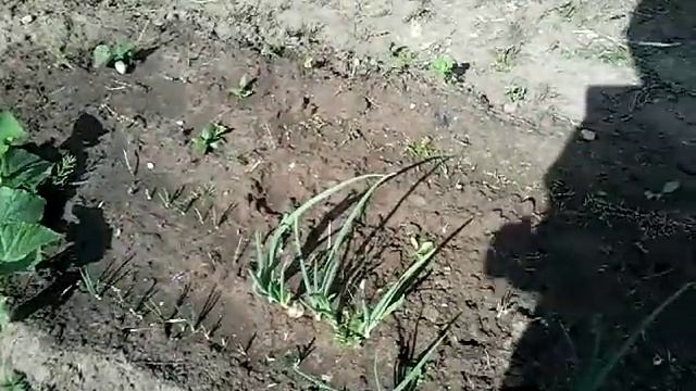 Прореживание морковной грядки смотреть онлайн