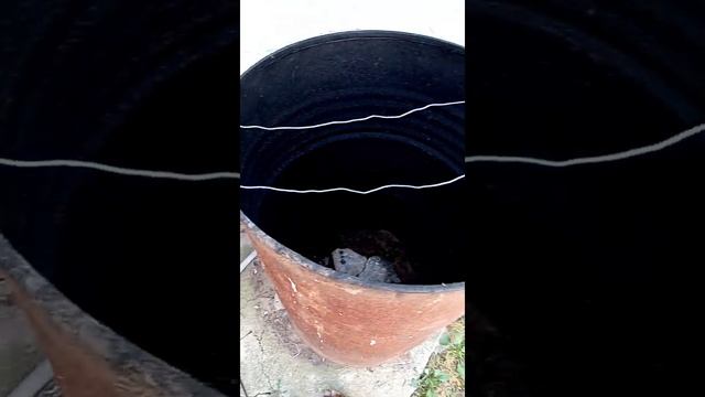 коптить сало, домашних условиях,на воздушном тен,коптим сало,в бочке в домашних условиях