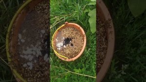 #Биогидрис. Сеем в #сорняки без ухода даже в сныть лесную. #Плодородие #Целина