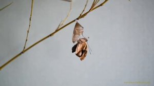 Вылупление бабочки Препона из куколки