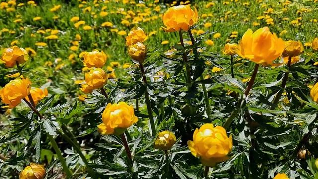 Купальница/Trollius/Жарки/Купава/Купавница/Огоньки/Колупаленки/Сибирская роза