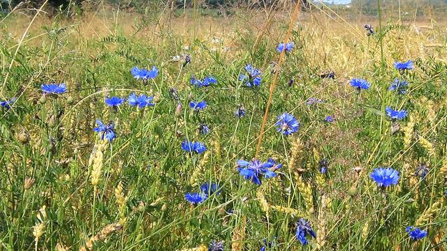 Любовь трава смотреть онлайн