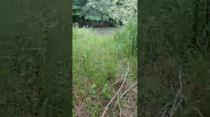 Приятные моменты, Мухен,  Хабаровский край