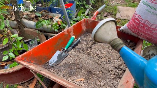 Growing PANDAN from Cutting || How to Propagate PANDAN in Water смотреть онлайн