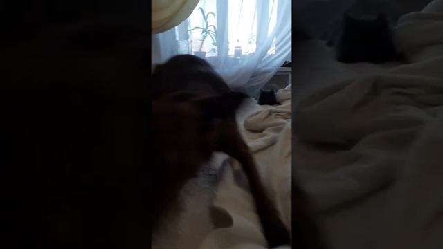 КОГДА СОБАКА НЕ ХОЧЕТ СТРИЧЬ КОГТИ ! смотреть онлайн