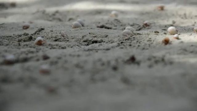 Крабики. Мальдивы 2013 / весёлые рачки смотреть онлайн