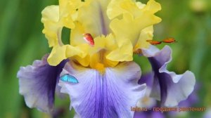 Ирис бородатый Эдит Уолфорд (iris edith walford) ? обзор: как сажать, саженцы ириса Эдит Уолфорд