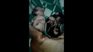 Русский той-терьер Матильда. Любовь, беременность, роды и щенки от 0 до 1 месяца.