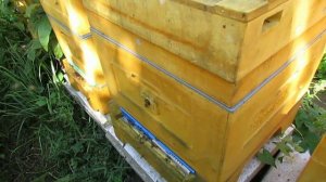 ужасы на пасеке Ужакина Игоря - необычная методика подготовки пчел в зиму в 12 рамочном Дадане