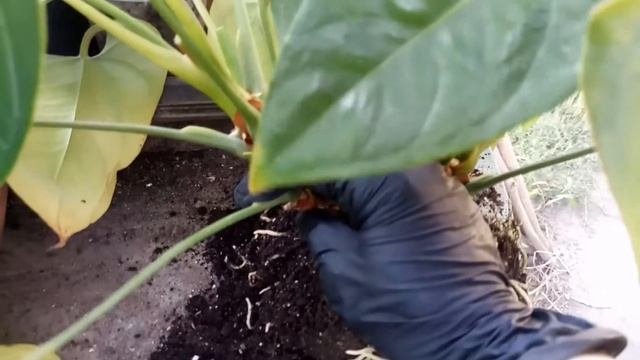 Антуриум Андре. Пересадка, уход | Anthurium Andraeanum. Transplant, Plant Care