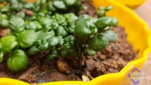 Bubble Plant Collection|Caring and Propagation explained|Anna's Garden