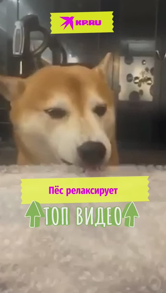 Пёс релаксирует