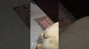 Среднеазиатская овчарка. 4 месяца.