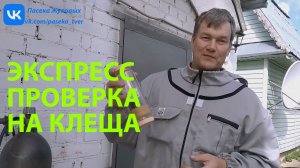 Простой способ проверки на клеща | Прверяю пчел на заклещованность самый простой способ