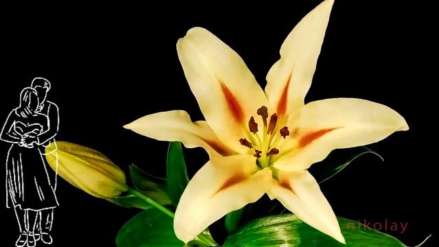 Вальс цветов... смотреть онлайн