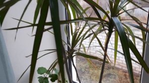 Влог: 29 ноября. Мои комнатные цветы! СТРЕЛИЦИЯ! Strelitzia! СТИХиЯ.