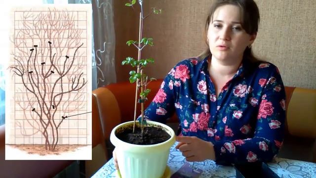 КЛЕМАТИС после покупки. Первый уход и пересадка смотреть онлайн