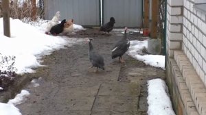 Цесарки, мой опыт содержания.Отличает самцов от самочек.