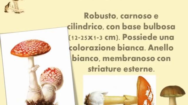 Il Mondo dei Funghi - Capitolo primo p.2 - Amanita Muscaria смотреть онлайн