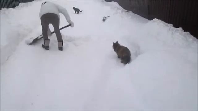 Кошки на даче Субботник Чистим дорогу смотреть онлайн