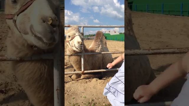 Верблюд плюётся смотреть онлайн