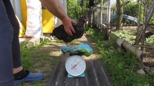 Взвешивание Гриз Бар в 2 месяца.