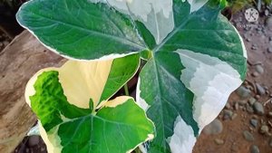 Alocasia Mickey Mouse Plant