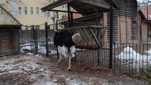 Африканский страус Гнездование на ilikepet