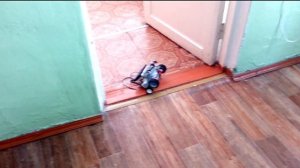 Проект STALKER