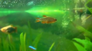 Celestial Pearl Danio (Danio margaritatus)